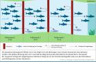 Infografik Fischschutz: Kumulative Wirkung dreier Standorte innerhalb der Wanderstreck mehrerer Teilpopulationen einer Art in einem Gewässersystem